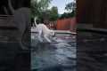 Puppy Crashes Their Hot-Tub Date