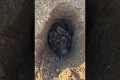 Rare Tunnelling Dog Discovered