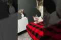 Cat Mimics Friend's Post-Surgery Look