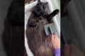 Adorable Maine Coon Grooming Session