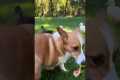 Ducks Chase Corgi For Watermelon