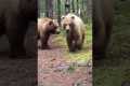 Close Encounter With Brown Bears