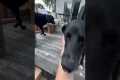 Dog Learns To Accept New Stairs
