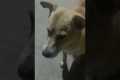 Dog Makes Funny Face For Treats