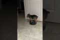 Yorkie Rides on the Robot Vacuum