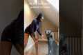 Woman Pranks Her Dog By Freezing