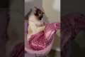 The Cutest Magnificent Mermaid Kitty