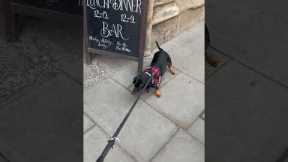 Dog Demands To Go Into Pub