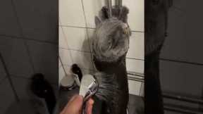 Gray Cat Submits To Shower
