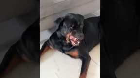 Dog's Reaction To Stinky Girls