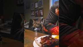 Cat Demands Food With Bell