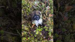 Noisy Lemming Follows Hiker