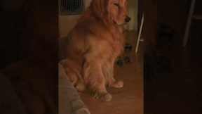 Dog Interrupted By Fart