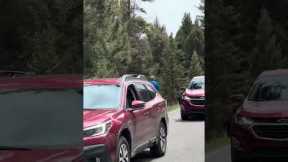 Tourists Get Too Close To Bear Cub