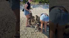 Tourists Visit 'Raccoon Island'