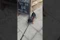 Dog Demands To Go Into Pub
