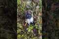 Noisy Lemming Follows Hiker