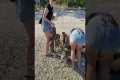 Tourists Visit 'Raccoon Island'