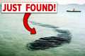 The Hook Island Sea Monster Has